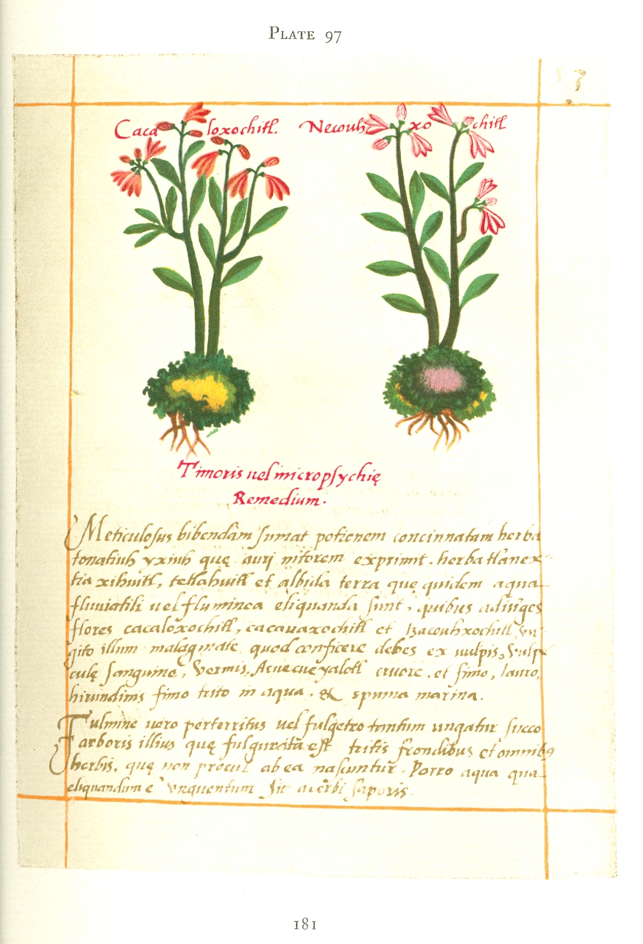 Badianus Manuscript Plate 97