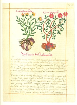 Badanius Manuscript - Plate / Page