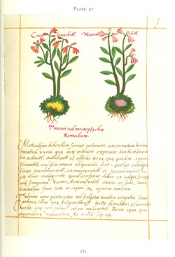 Badanius Manuscript - Plate 97